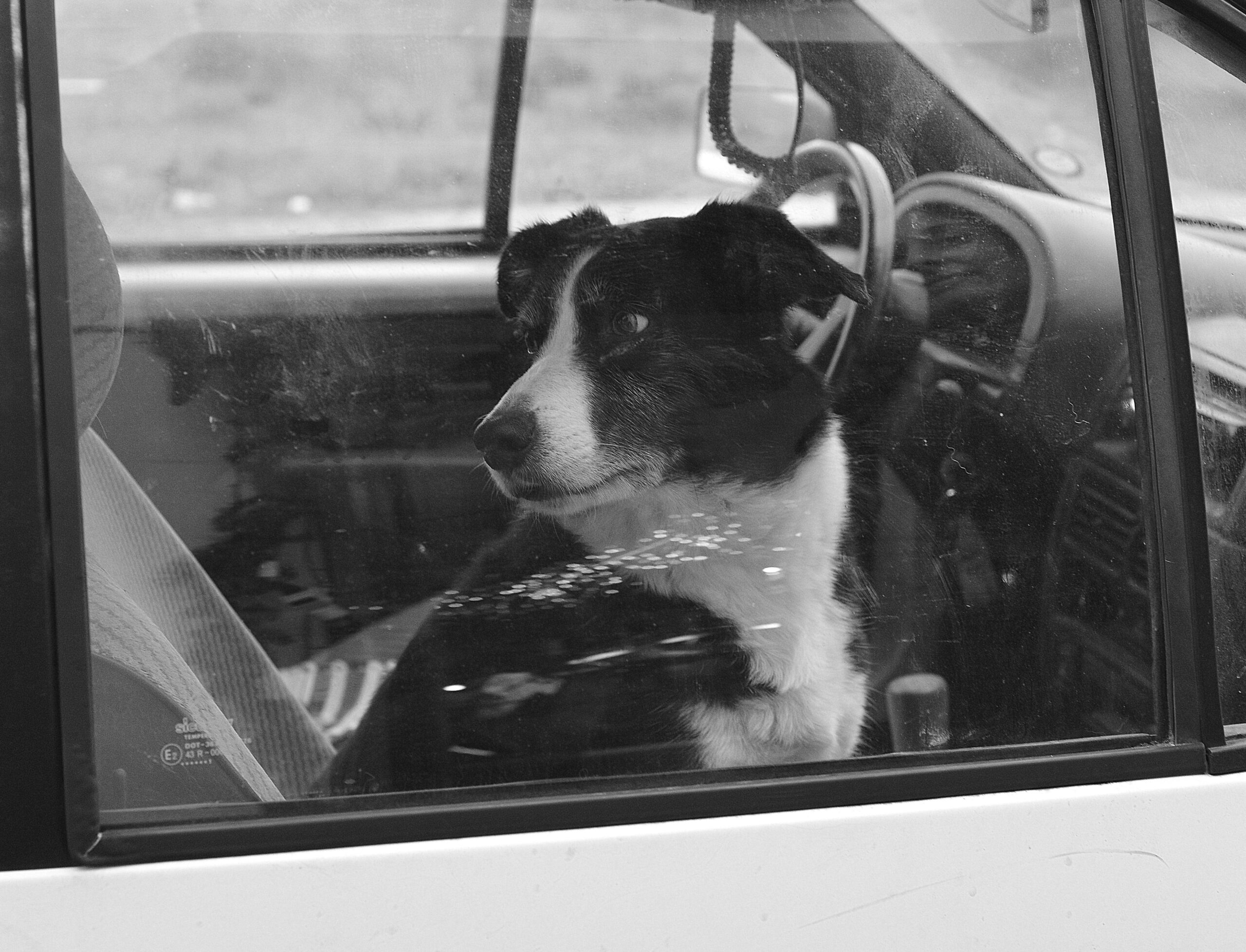 Stressfreie Autofahrt mit deinem Hund